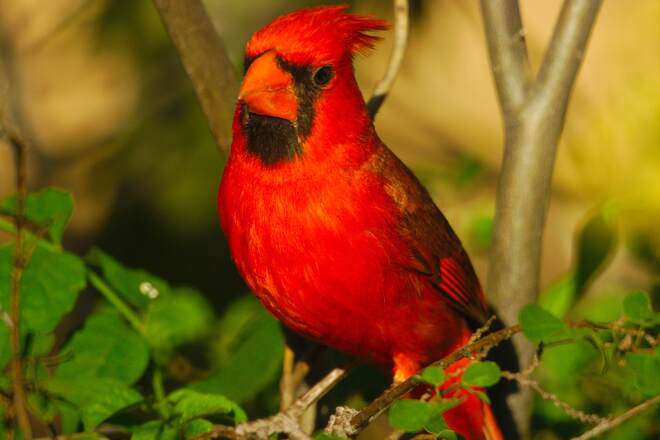 redbird Tucson, AZ, USA