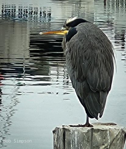 dock watcher Parksville, BC