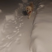 Sammy in the snow