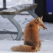Lakeview Beach, Oshawa foxes alive and thriving