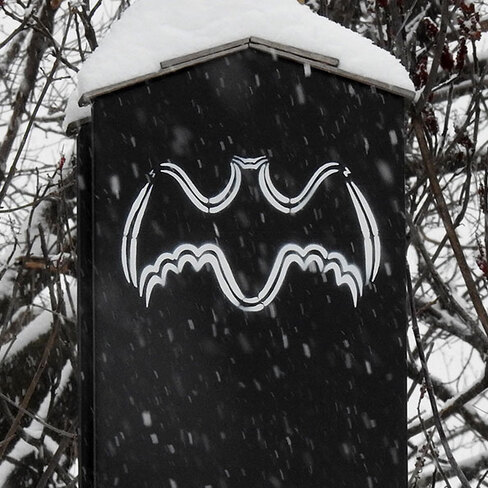 The misunderstood bat Ottawa, ON
