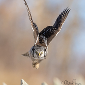 Northern Hawk Owl lifting off