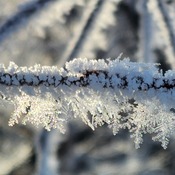 frosty Morning