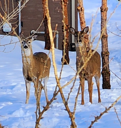 deer Blackstrap Provincial Park, SK