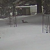 Deer in tge snow