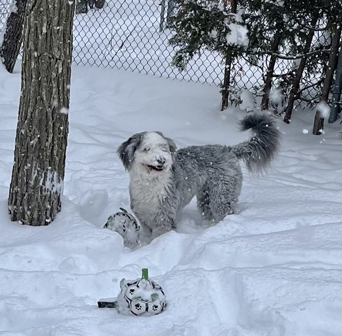 Kylo happy about the snow! Orléans, Ontario, CA