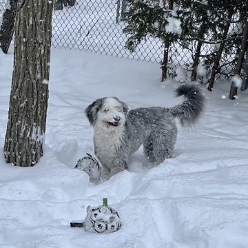 Kylo happy about the snow!