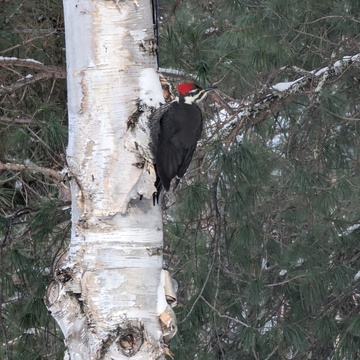 woodpecker piliated