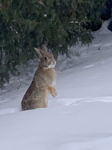 Bunny in the snow Kanata, Ottawa, ON
