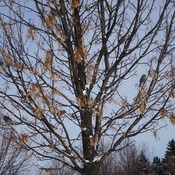 Many Pine Grosbeaks