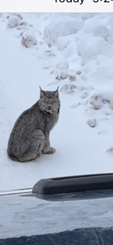 Lynx Shuniah, Ontario, CA