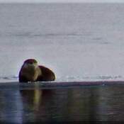 Lake Windermere Otter