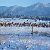 Windermere Elk Herd