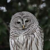Bared Owl