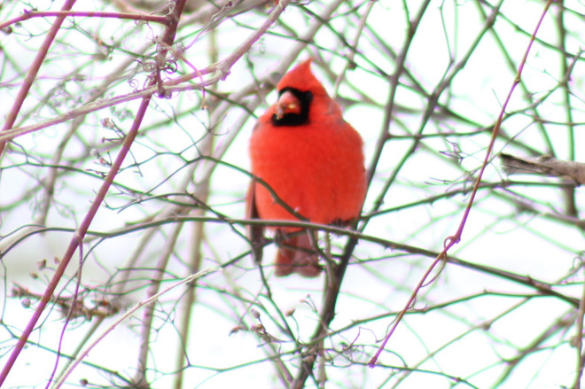 cardinal Erieau, ON