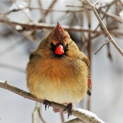 MIz Cardinal