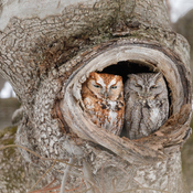 Rufous and Gray Morph Eastern Screech-Owl Pair
