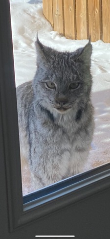 Bob cat looking in window Rosslyn Ontario