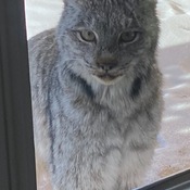 Bob cat looking in window