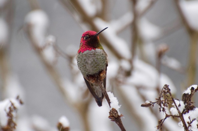 Hummingbird in the Snow Ladysmith, BC