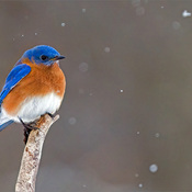 Snowfall and a Bluebird - Raymond Barlow