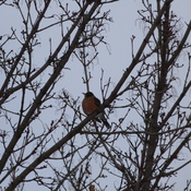 early return of robins