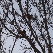 early return of robins