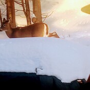 Out my front door deer 2