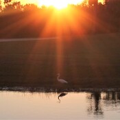 Egret basking in the last sunrays.