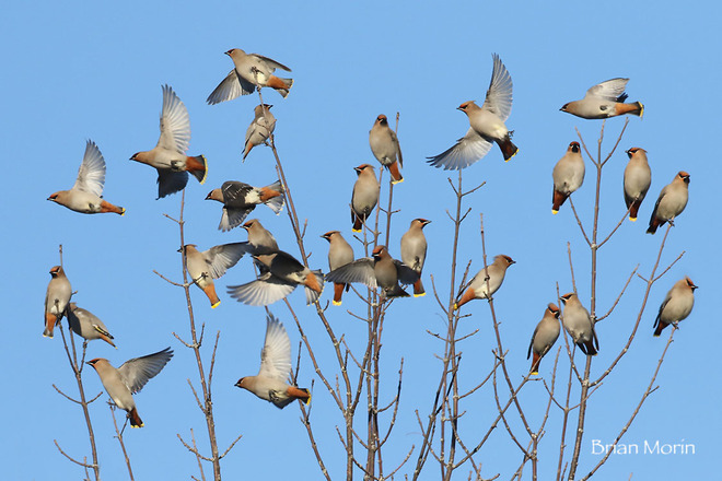 Bohemian Waxwings putting on a show Ingleside, ON