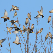 Bohemian Waxwings putting on a show