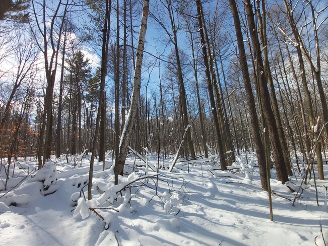Forests in Newmarket area, Ontario Aurora, ON