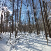 Forests in Newmarket area, Ontario