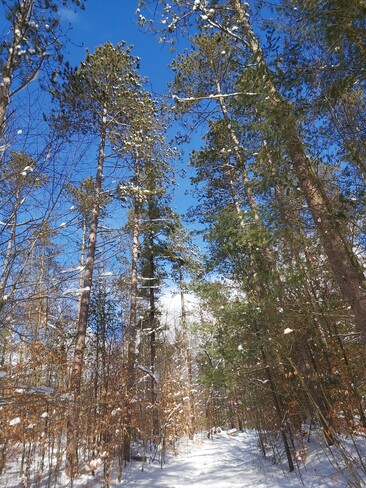 Snow and trees. Aurora, ON