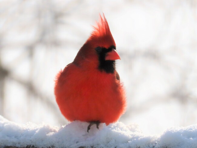 Cardinal rouge Lac Magog, Estrie, QC