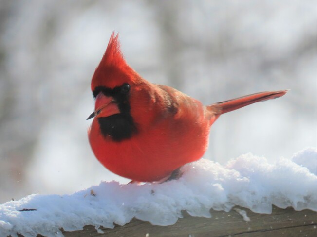 Cardinal rouge Lac Magog, Estrie, QC
