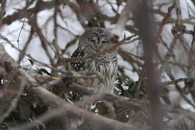 Bared Owl Shrewsbury, ON