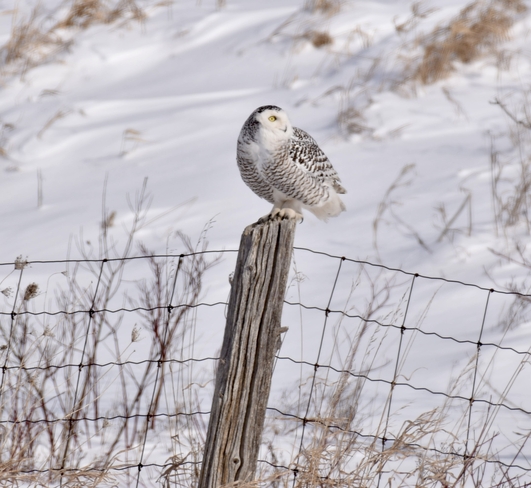 Snowy owl out and about Clearview, Ontario, CA