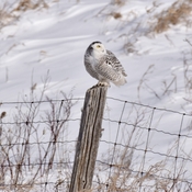 Snowy owl out and about