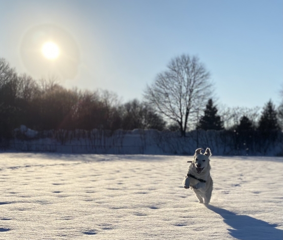 Snow Dog Copetown, Ontario, CA