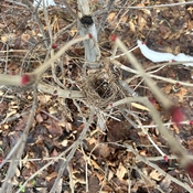 A wee nest