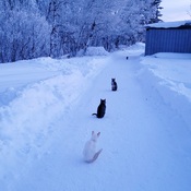 wintercats