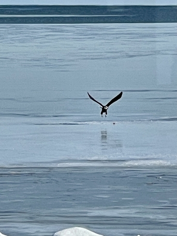 The eagle has landed! Saint-Thomas-de-Kent, New Brunswick, CA