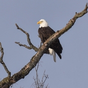 Bald eagle in the sunshine above the river