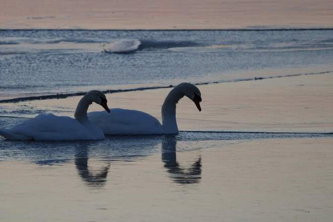 swans on ice Shrewsbury, ON