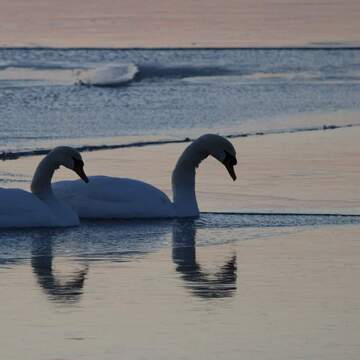 swans on ice
