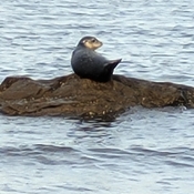 a seal!