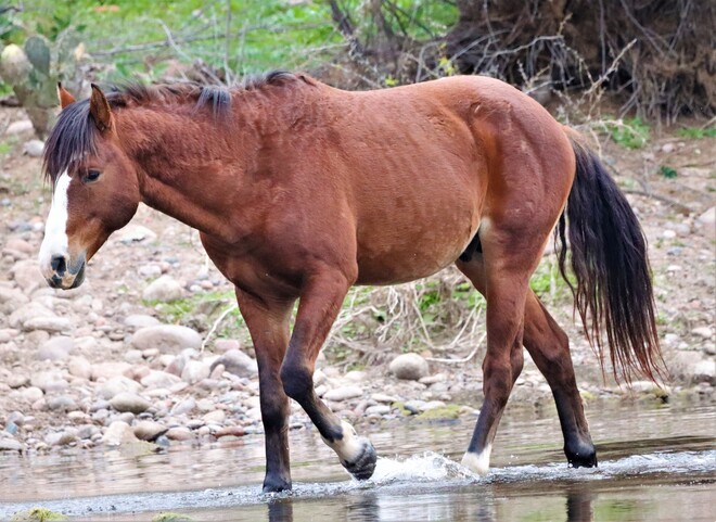 Wild Horses Salt River, Arizona, USA
