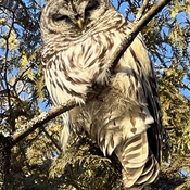 Barred Owl in the woods