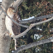 Broad-Winged Hawk in backyard